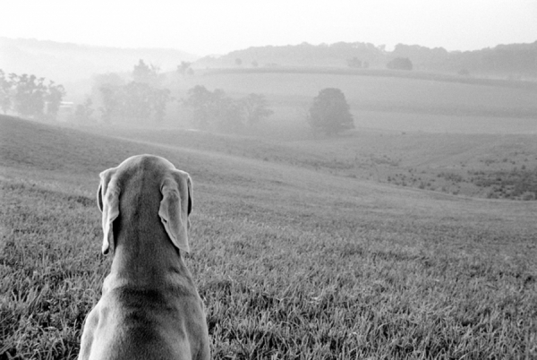 Photograph Harry Giglio Field Of Dreams on One Eyeland